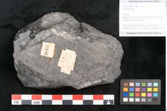 Foto (Objekt + Etikett) von Plantae indet.  (NHMW-GEO-2024-0188-11186)